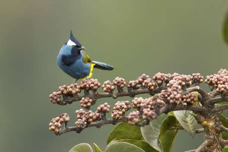 Warmer temps push tropical birds up and off mountains
