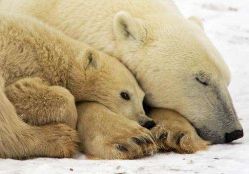 Warming is forcing the world's largest carnivore, the polar bear, to abandon its traditional ice-covered hunting grounds and mig