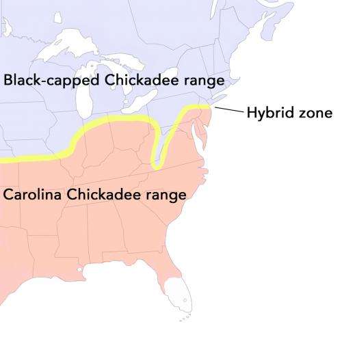 Warming temperatures are pushing 2 chickadee species -- and their hybrids -- northward