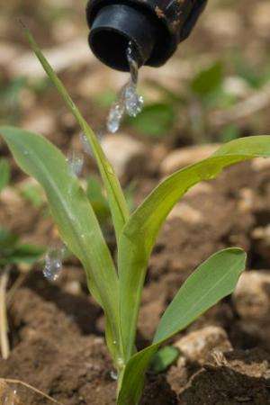 Water drops on a young shoot of corn on a drip irrigated cornfield in Pas-de-Jeu, western France on May 5, 2014