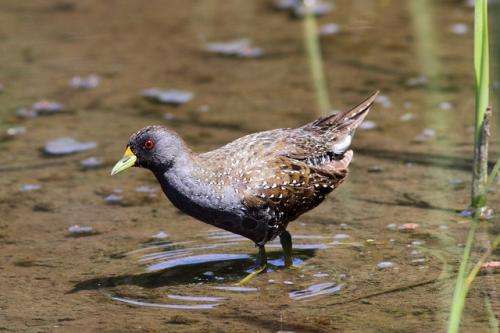 Wetlands not ‘wetting’ enough for invertebrates