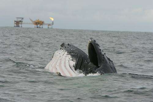 Whales and human-related activities overlap in African waters
