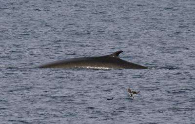 Whales, ships more common through Bering Strait