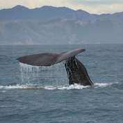 Whale watching book questions industry sustainability