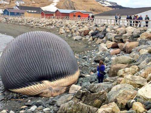What do you do with a whale that won't explode?