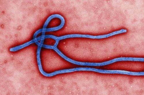 What Drives Ebola
