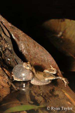 What frog courtship can tell us about human small talk