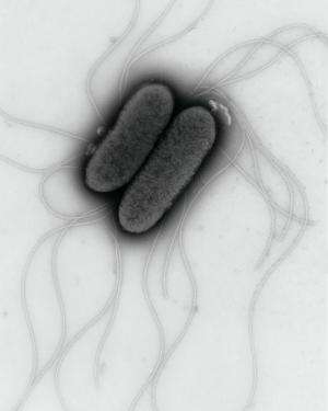 What fuels Salmonella's invasion strategy?