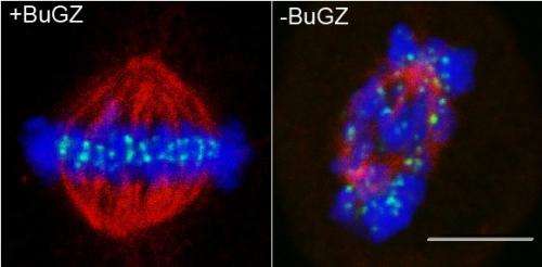 What makes cell division accurate?