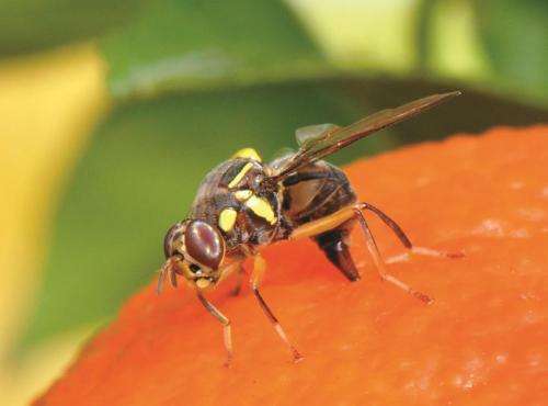 What's in a name? Everything -- if you're a fruit fly
