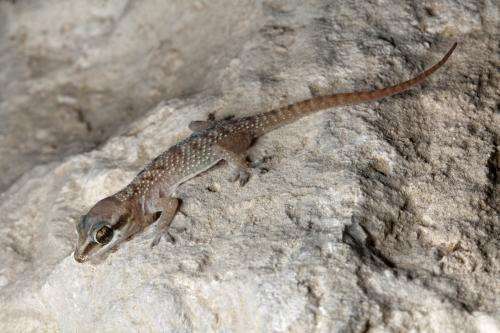 Where do lizards in Qatar live? First distribution maps for the state