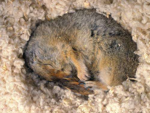 Which genes are activated or silenced by Arctic ground squirrels during hibernation