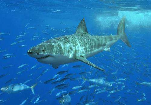 Grande squalo bianco/Great White Shark Safari Ltd Monterey Bay 211202 26 CM NUOVO 