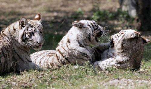 White tiger cubs play in their enclosure at the Zoological park in New Delhi, on March 3, 2007