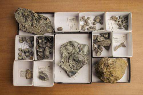 Whst brachiopods can tell us about how species compete, survive, or face extinction 