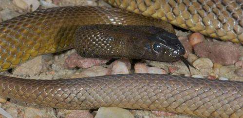 Why are some snakes so venomous?