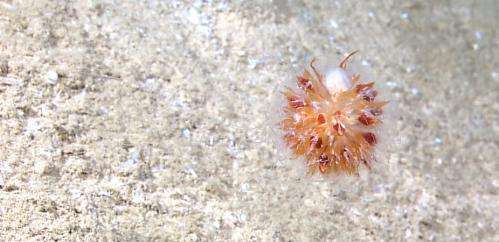 Why the bizarre ocean dandelion is like an ant colony on steroids