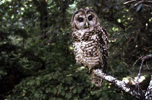 Wildlife groups seek help for California owl