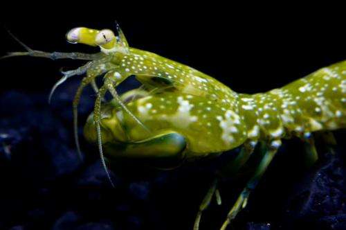With 'biological sunscreen,' mantis shrimp see the reef in a whole different light