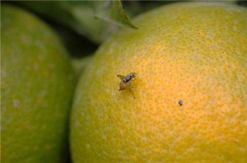 Without pesticides, fruit fly controlled in orange crops