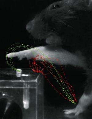 With the right rehabilitation, paralyzed rats learn to grip again
