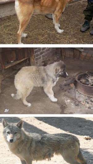 Wolves at the door: Study finds recent wolf-dog hybridization in Caucasus region