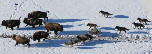 Wolves Cooperate to Hunt Bison