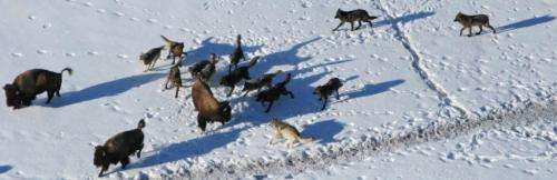Wolves more cooperative when hunting large prey