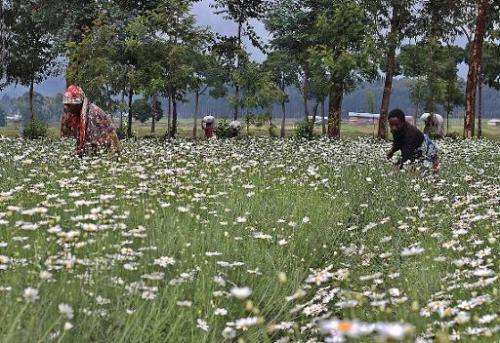 Women harvest pyrethre flowers, which will later be dried to produce pyrethrum, a natural insecticide, in Musanze, northern Rwan
