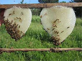 Worker bees 'know' when to invest in their reproductive future