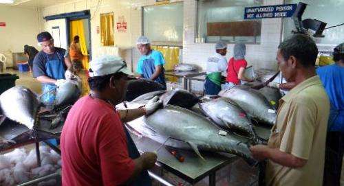 Workers grade and pack yellowfin tuna in Majuro on November 18, 2014 for shipment to sashimi markets in the US and Japan