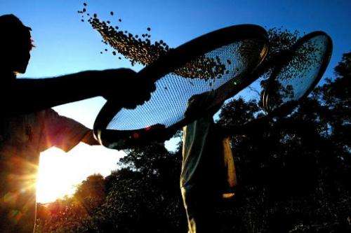 Workers select arabic coffee beans at a farm near Varginha, Brazil, on September 23, 2003