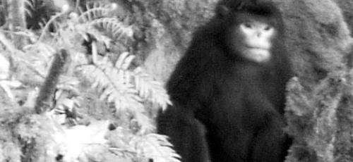 World’s first video footage of the Myanmar snub-nosed monkey captured