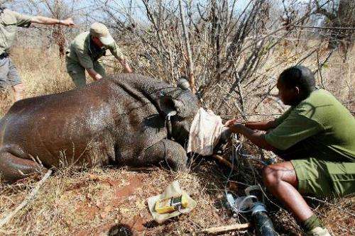 World Wildlife Fund workers de-horn a rhino on October 8, 2010 in Chipinge National Park, 360km west of Harare, to make it less 
