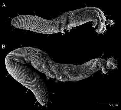 Worm-like mite species discovered on Ohio State's campus