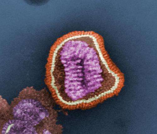 X-rays show how flu antibody binds to viruses