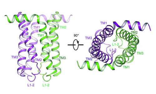 X-rays unlock a protein’s SWEET side