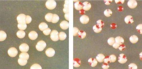 Yeast are first cells known to cure themselves of prions