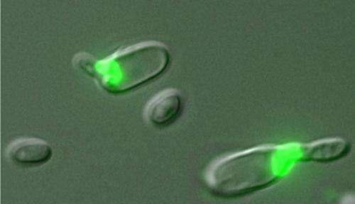 Yeast's lifestyle couples mating with meiosis