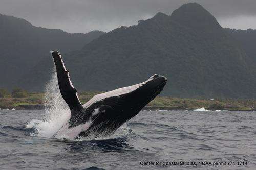 Scientists identify core skin bacterial community in humpback whales