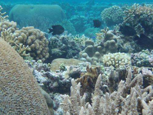 Some corals adjusting to rising ocean temperatures, research says