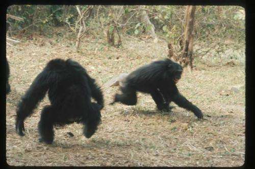 Male bullies father more chimpanzees