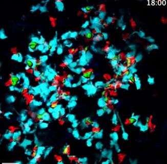 Imaging studies open a window on how effective antibodies are formed