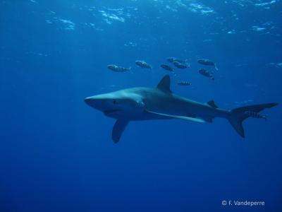 Young blue sharks use central North Atlantic nursery
