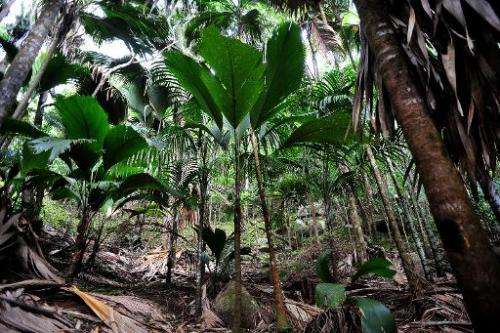 Young Coco de mer Palms at the Vallee de Mai natural reserve, a UNESCO Heritage site, on Praslin island, Seychelles
