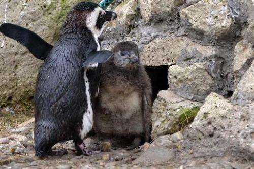 Young penguins are pictured in the zoo of Szeged, Hungary near the Serbian border on February 27, 2014