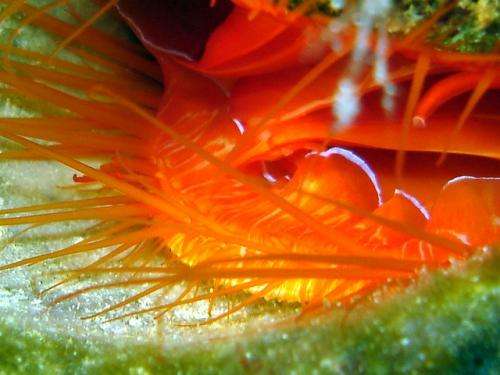 Young researcher discovers source of disco clams' light show