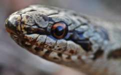 Young smooth snakes rely on reptiles