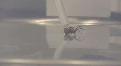 'Milking' brown recluse spiders for silk
