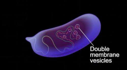 Where have all the mitochondria gone? Researchers shed light on a crucial step in fertilization